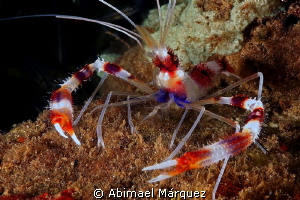 Banded Coral Shrimp by Abimael Márquez 